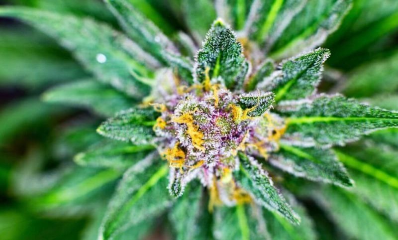 cannabis