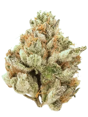 purple punch strain